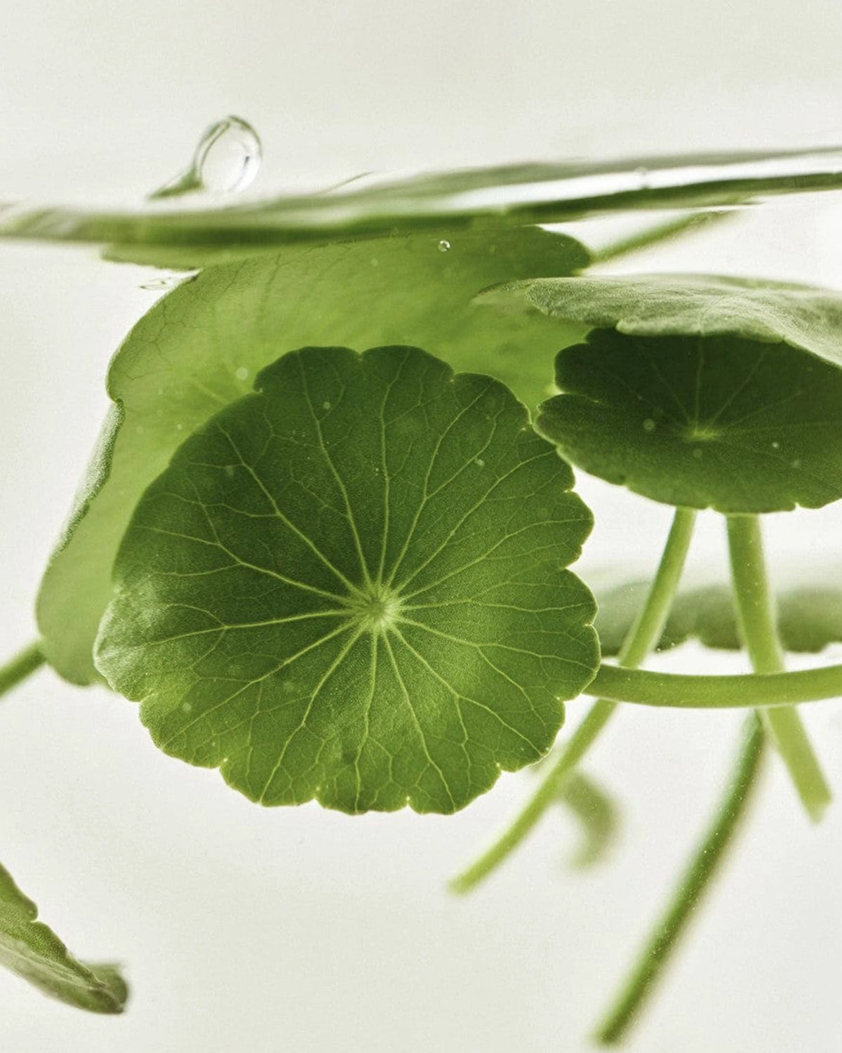 Beauty of Joseon Light On Serum: Centella + Vita C