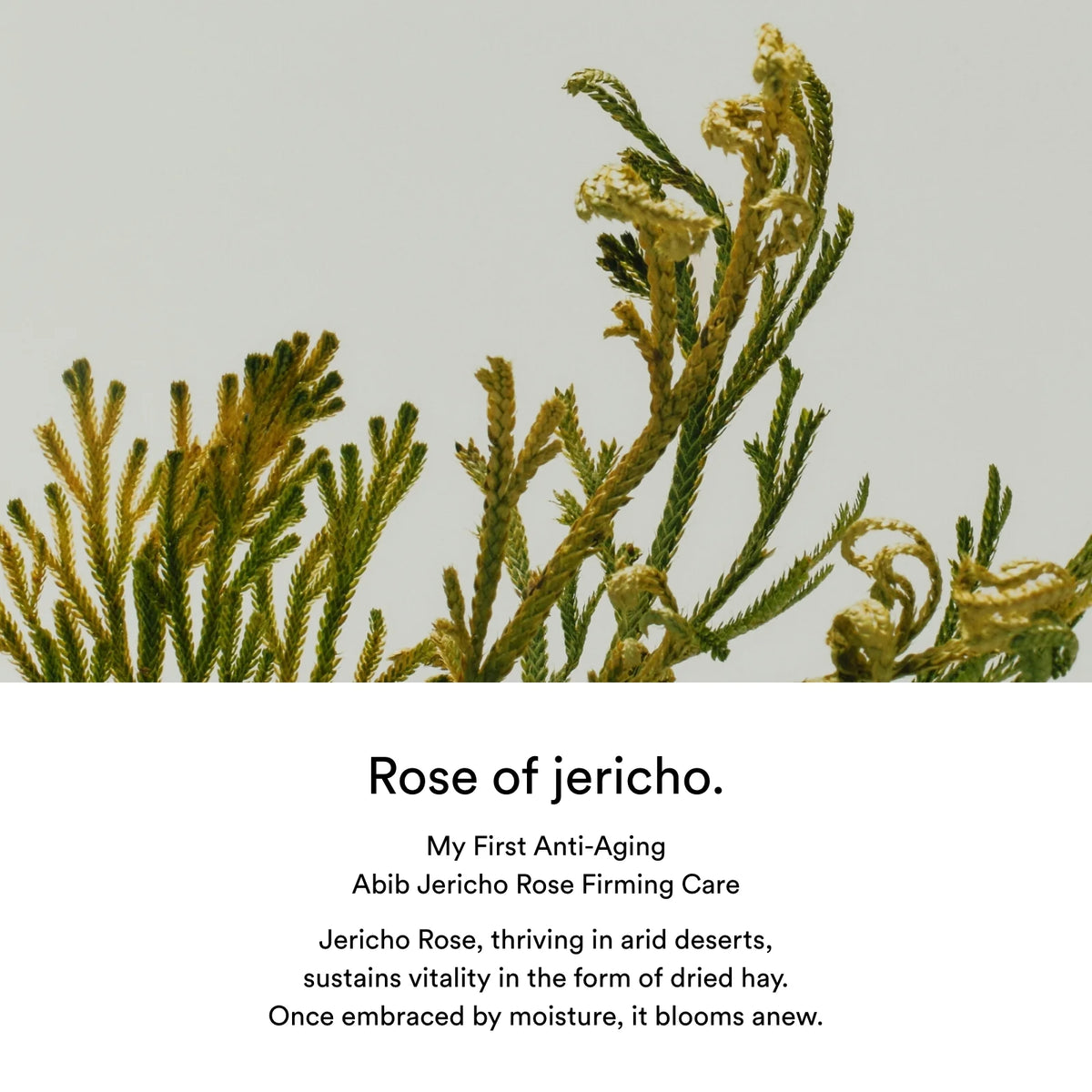 Abib Jericho Rose PHA Toner/Skin Booster
